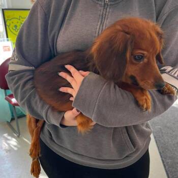 Bear -  Dachshund Dog for Adoption - Bear | PetCurious