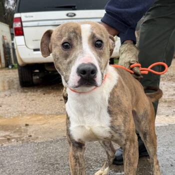 Pit Bull Terrier Dogs Available for Adoption - Nalgene | PetCurious