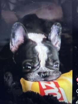 Pastry -  French Bulldog Dog Available for Adoption in Colorado Springs, Colorado - Pastry | PetCurious