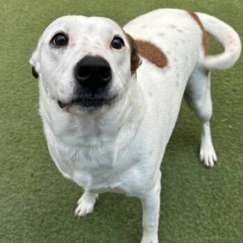 Spot -  American Staffordshire Terrier Dog for Adoption in Huntington, New York - Spot | PetCurious