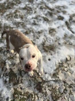 Marshmallow Frost -  Pit Bull Terrier Dog for Adoption in Rochester, New York - Marshmallow Frost | PetCurious