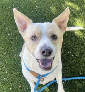 Gunnar -  Labrador Retriever Dog for Adoption in Golden, Colorado - Gunnar | PetCurious