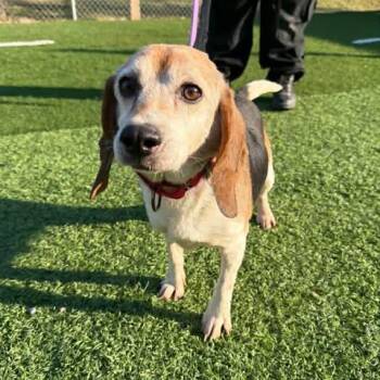 Beagle Dogs Available for Adoption in Newport, Kentucky - Norma Jean | PetCurious