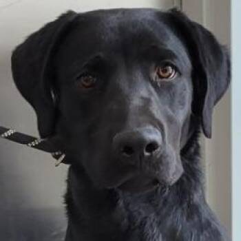 Mixed Breed Dogs Available for Adoption in Las Cruces, New Mexico - Bear | PetCurious