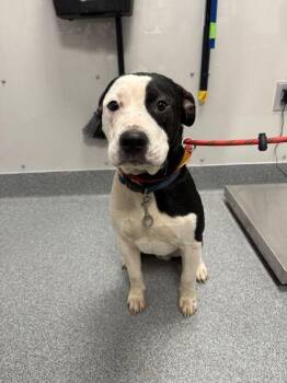 Beijing -  Mixed Breed Dog for Adoption in Sevierville, Tennessee - Beijing | PetCurious