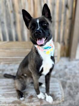 Dysonpup2-Junie -  Shepherd and Husky Dog for Adoption in Muskegon, Michigan - Dysonpup2-Junie | PetCurious