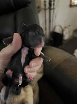 Rescue Chihuahua and Rat Terrier Dogs for Adoption in Bryan, Texas - Mia Pup 2 | PetCurious