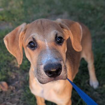 Rescue Mixed Breed Dogs for Adoption in Bellflower, California - Peso Pluma | PetCurious