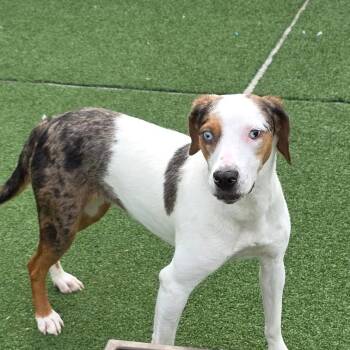 Valentina -  Catahoula Leopard Dog and Mixed Breed Dog for Adoption in Chatham, Virginia - Valentina | PetCurious
