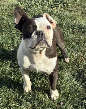 Rescue Boston Terrier and French Bulldog Dogs for Adoption in Hesperia, California - Lulu | PetCurious