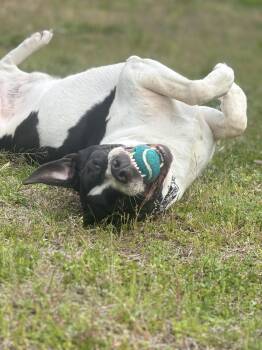 Hugo -  Hound Dog for Adoption in Cranston, Rhode Island - Hugo | PetCurious