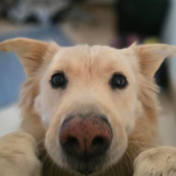 Blondie -  Labrador Retriever and Mixed Breed Dog for Adoption in Kanab, Utah - Blondie | PetCurious