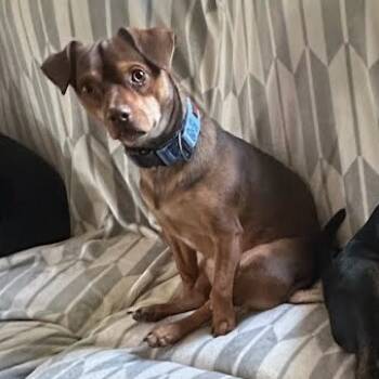 Rescue Mixed Breed Dogs for Adoption in Kingman, Kansas - Odie | PetCurious