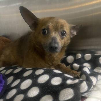 Pumpernickel -  Chihuahua Dog for Adoption in Belleville, Illinois - Pumpernickel | PetCurious