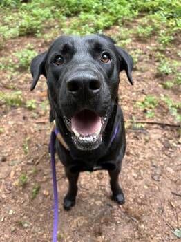 CHILOE -  Labrador Retriever Dog for Adoption in Charlotte, North Carolina - CHILOE | PetCurious