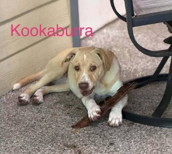 Kookaburra -  Labrador Retriever and Husky Dog for Adoption in Elmsford, New York - Kookaburra | PetCurious