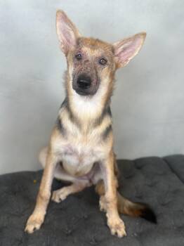 Suki -  German Shepherd Dog Dog for Adoption in Dallas, Texas - Suki | PetCurious