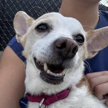 Dazzle -  Chihuahua and Mixed Breed Dog for Adoption in Wheaton, Illinois - Dazzle | PetCurious