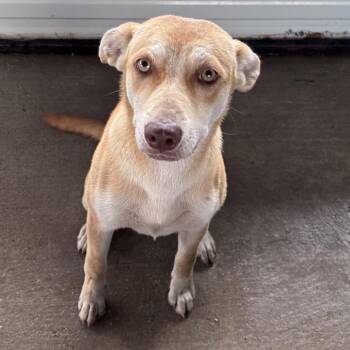 Riley -  Carolina Dog and Mixed Breed Dog for Adoption in Floresville, Texas - Riley | PetCurious