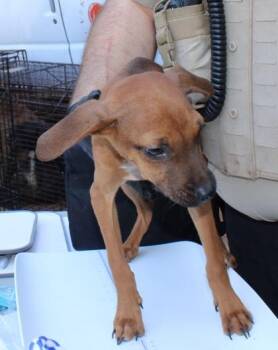 Chihuahua and Mixed Breed Dogs Available for Adoption in Seneca, South Carolina - Pee Wee 5 | PetCurious