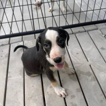 London -  Mixed Breed Dog for Adoption in Bradenton, Florida - London | PetCurious