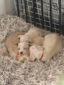 Spaniel and Chihuahua Dogs Available for Adoption in Aurora, Indiana - Charlie