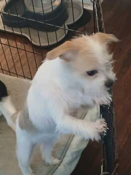 Rescue Shih Tzu and Chihuahua Dogs for Adoption in Inverness, Florida - Cassie | PetCurious