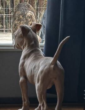 American Bulldog Dogs Available for Adoption in Thompson, Pennsylvania - PIP | PetCurious
