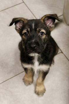 Tide -  Terrier Dog for Adoption in Tucson, Arizona - Tide | PetCurious