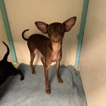 Chihuahua and Dachshund Dogs Available for Adoption in Asher, Oklahoma - Legs | PetCurious