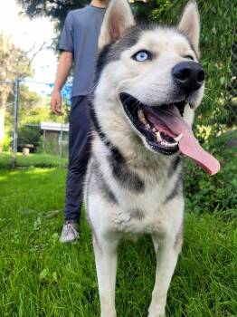 Rescue Husky Dogs for Adoption in Clarion, Iowa - Cooper | PetCurious