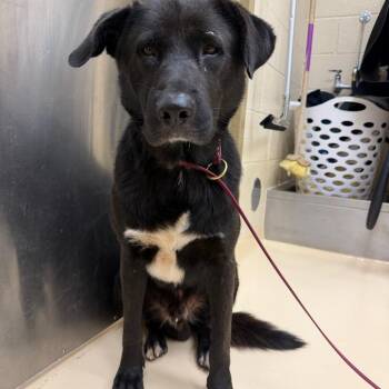 Hummingbird -  Mixed Breed Dog for Adoption in Winston-salem, North Carolina - Hummingbird | PetCurious