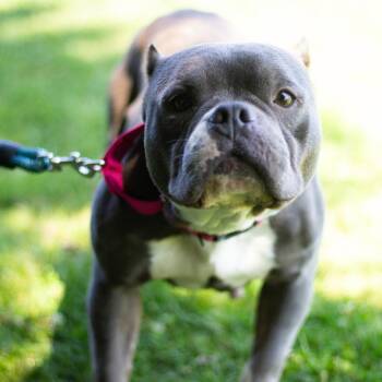 Phoebe 22287 -  Pit Bull Terrier and Mixed Breed Dog for Adoption in Cumming, Georgia - Phoebe 22287 | PetCurious