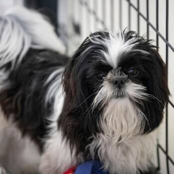 Shih Tzu Dogs Available for Adoption - Mason (F26-42) | PetCurious