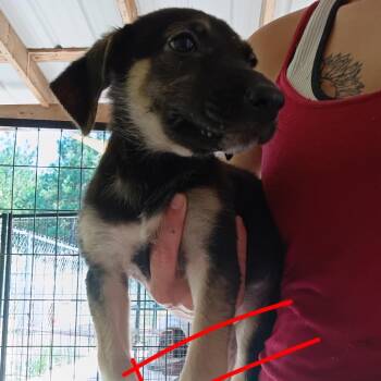 Target -  German Shepherd Dog Dog for Adoption in Pekin, Illinois - Target | PetCurious
