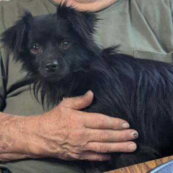 Finn -  Papillon Dog for Adoption in Huntsville, Alabama - Finn | PetCurious
