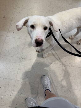 Rescue Mixed Breed Dogs for Adoption in Ball Ground, Georgia - Pearl | PetCurious