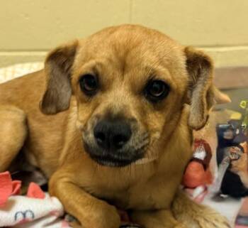 Wisin -  Terrier Dog for Adoption in Walnut Creek, California - Wisin | PetCurious
