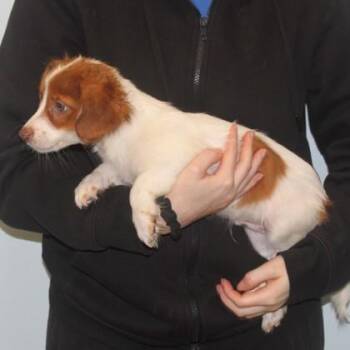 Mace -  Chihuahua and Dachshund Dog for Adoption in Elk Grove Village, Illinois - Mace | PetCurious