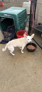 Chihuahua Dogs Available for Adoption in Muldrow, Oklahoma - Steve | PetCurious