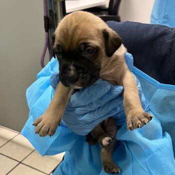 Mixed Breed Dogs Available for Adoption in Charleston, West Virginia - Prince Of The Forest | PetCurious