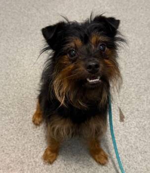 Carl -  Yorkshire Terrier Dog for Adoption in Hoffman Estates, Illinois - Carl | PetCurious