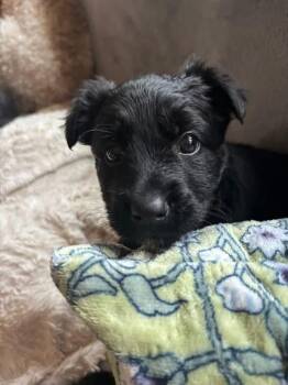 Australian Shepherd Dogs Available for Adoption in Fort Wayne, Indiana - Zeke | PetCurious