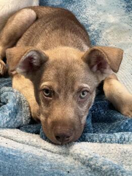 Oliver -  Husky Dog for Adoption in Magnolia, Texas - Oliver | PetCurious