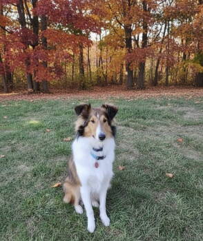 Rescue Shetland Sheepdog Sheltie Dogs for Adoption in Berwick, Pennsylvania - Buddy Sheltie | PetCurious