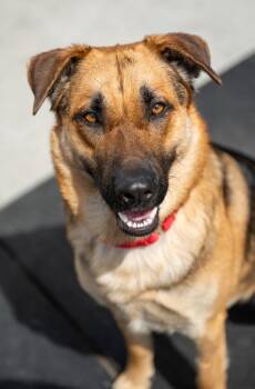 German Shepherd Dog Dogs Available for Adoption in Stratham, New Hampshire - Bergman | PetCurious