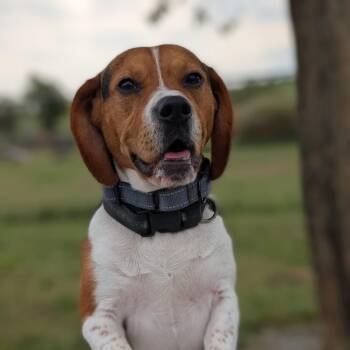 Bluto -  Beagle Dog for Adoption in Nowata, Oklahoma - Bluto | PetCurious
