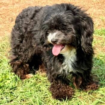 Rosie -  Lhasa Apso and Poodle Dog for Adoption in West Richland, Washington - Rosie | PetCurious