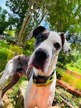 Phantom aka Blue -  Great Dane Dog for Adoption in Pensacola, Florida - Phantom Aka Blue | PetCurious