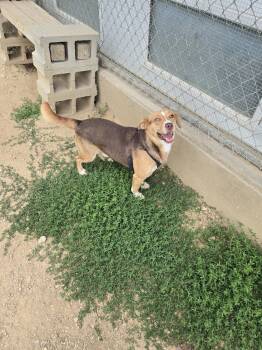 Butterscotch -  Australian Shepherd and Corgi Dog for Adoption in Maquoketa, Iowa - Butterscotch | PetCurious